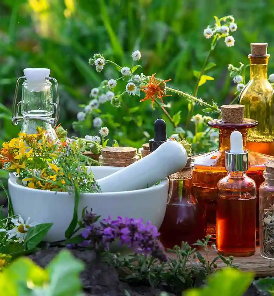 Herbal Extract Manufacturer in India