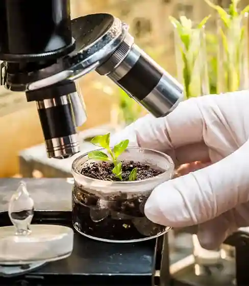 Herbal Extract Manufacturer in India